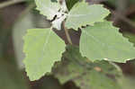 Lambsquarters